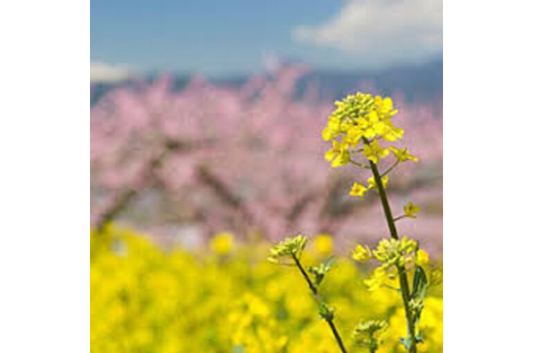 category_tn_118